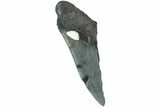 Partial, Fossil Megalodon Tooth - South Carolina #235928-1